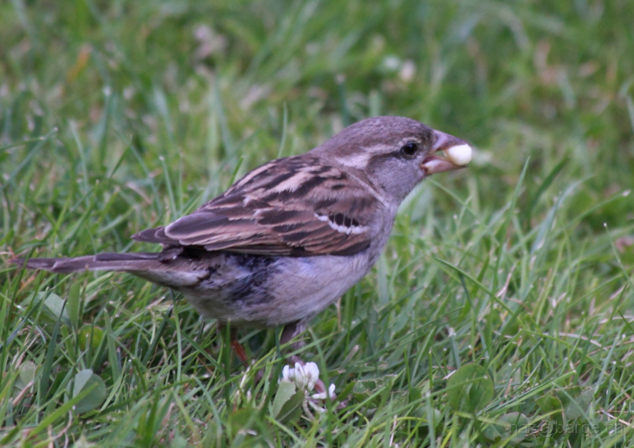 EOS 5D Mark II24_06_20122138.JPG